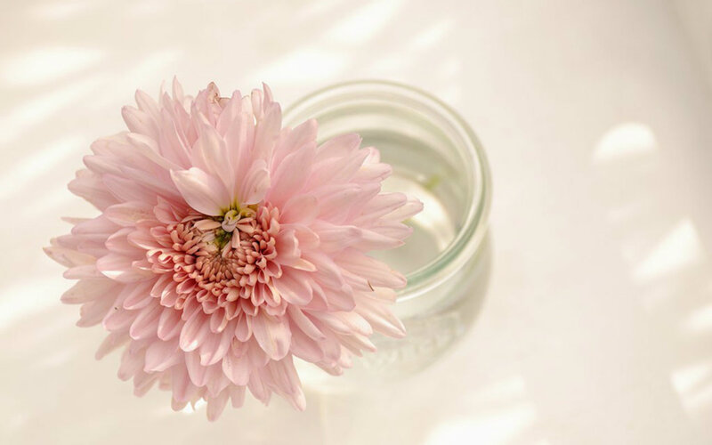 Pink Chrysanthemum Flower — Serene, Morning