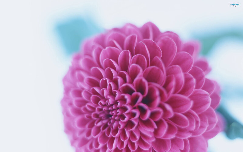 Pink Chrysanthemum Flower — Serene, Photograph, Blurred Background