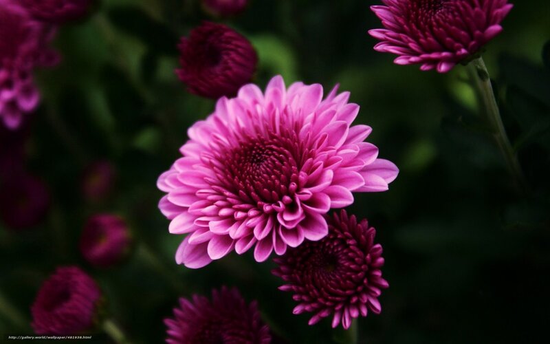 Pink Chrysanthemum Flower — Serene, Photograph, Buds