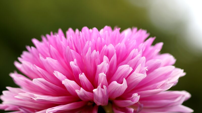 Pink Chrysanthemum Flower — Serene, Photograph, Petals, Green Background