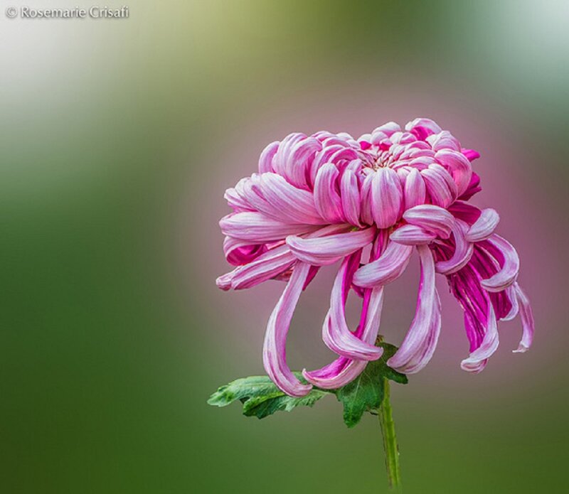 Pink Chrysanthemum Flower — Serene, Photograph, Stem, Leaf