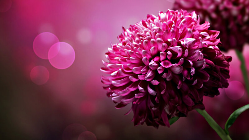 Pink Chrysanthemum Flower — Serene, Photograph