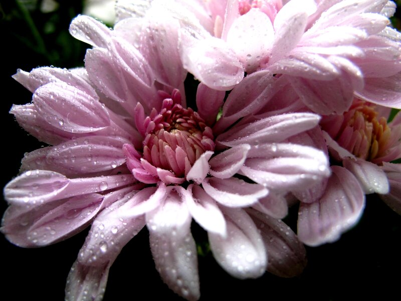 Pink Chrysanthemum Flower — Serene