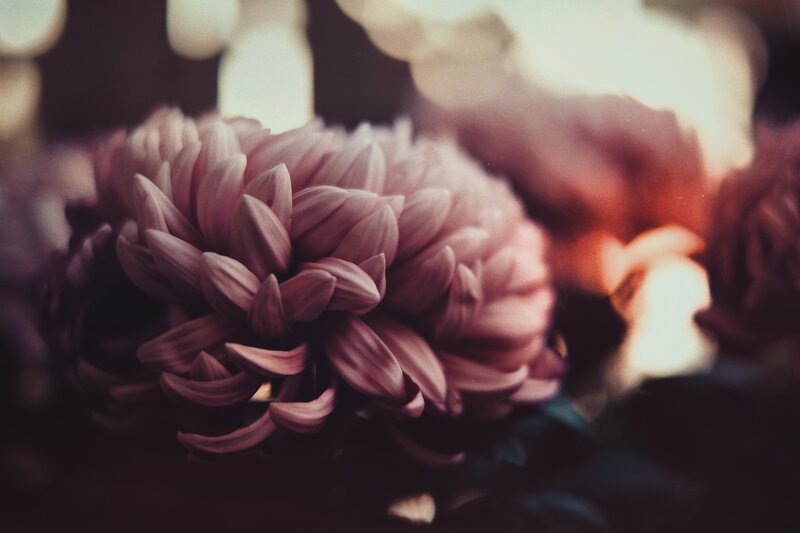 Pink Chrysanthemum Flower — Soft