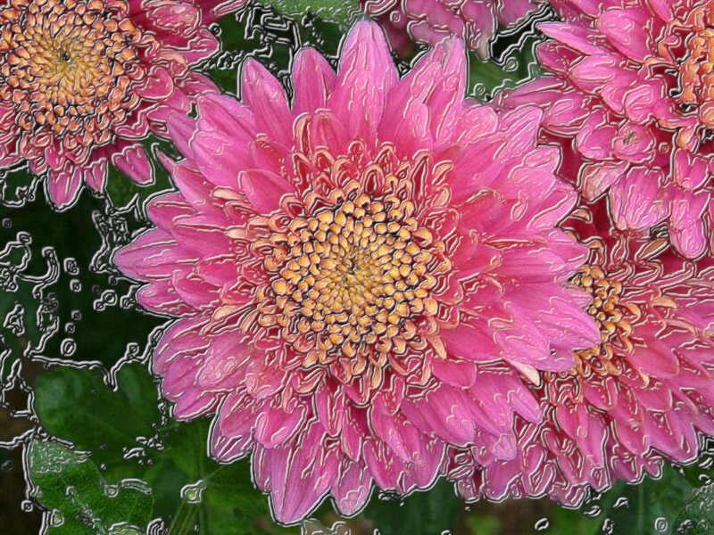 Pink Chrysanthemum Flower — Vibrant, Photograph