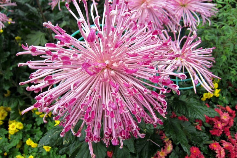 Pink Chrysanthemum Flower — Vibrant