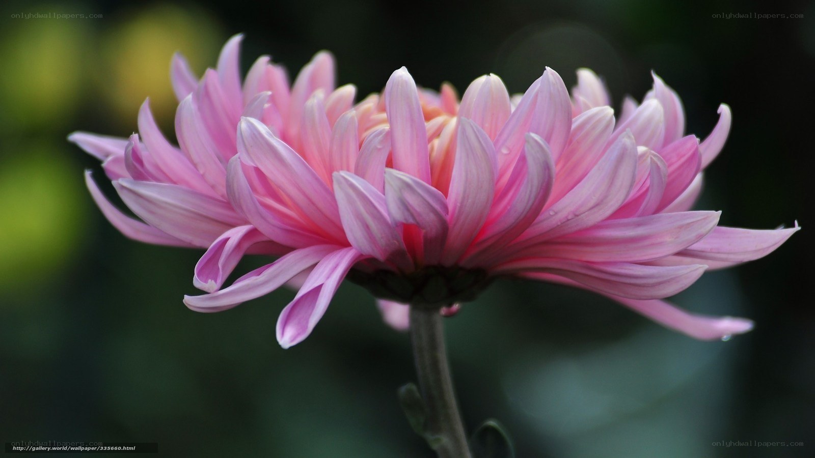 Pink chrysanthemum flower