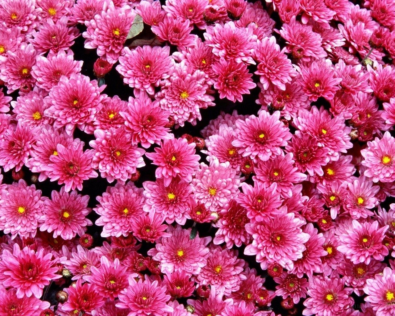 Pink chrysanthemum flowers