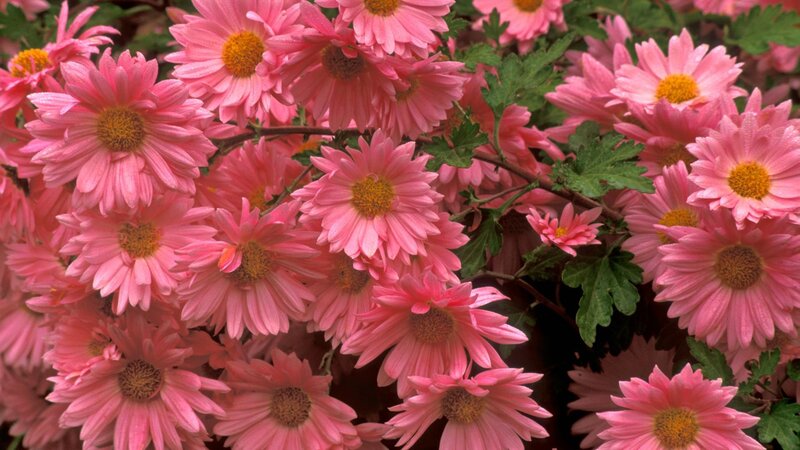 Pink chrysanthemum flowers