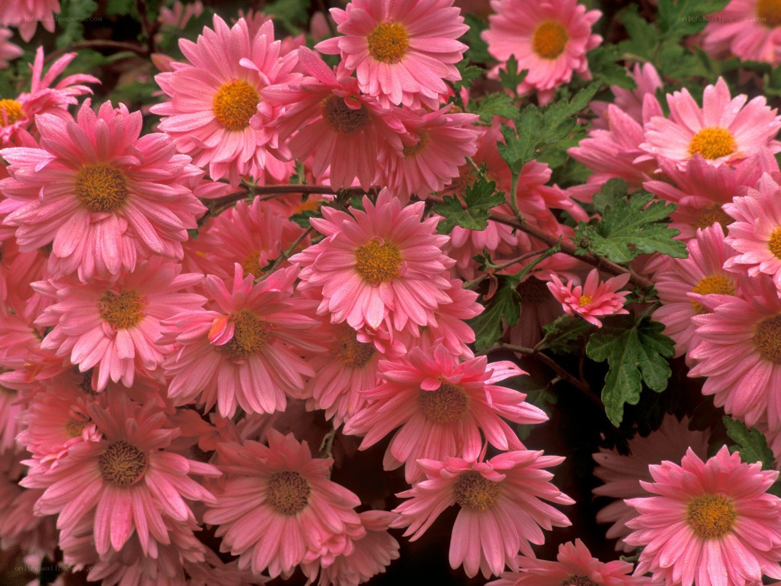 Pink chrysanthemum flowers