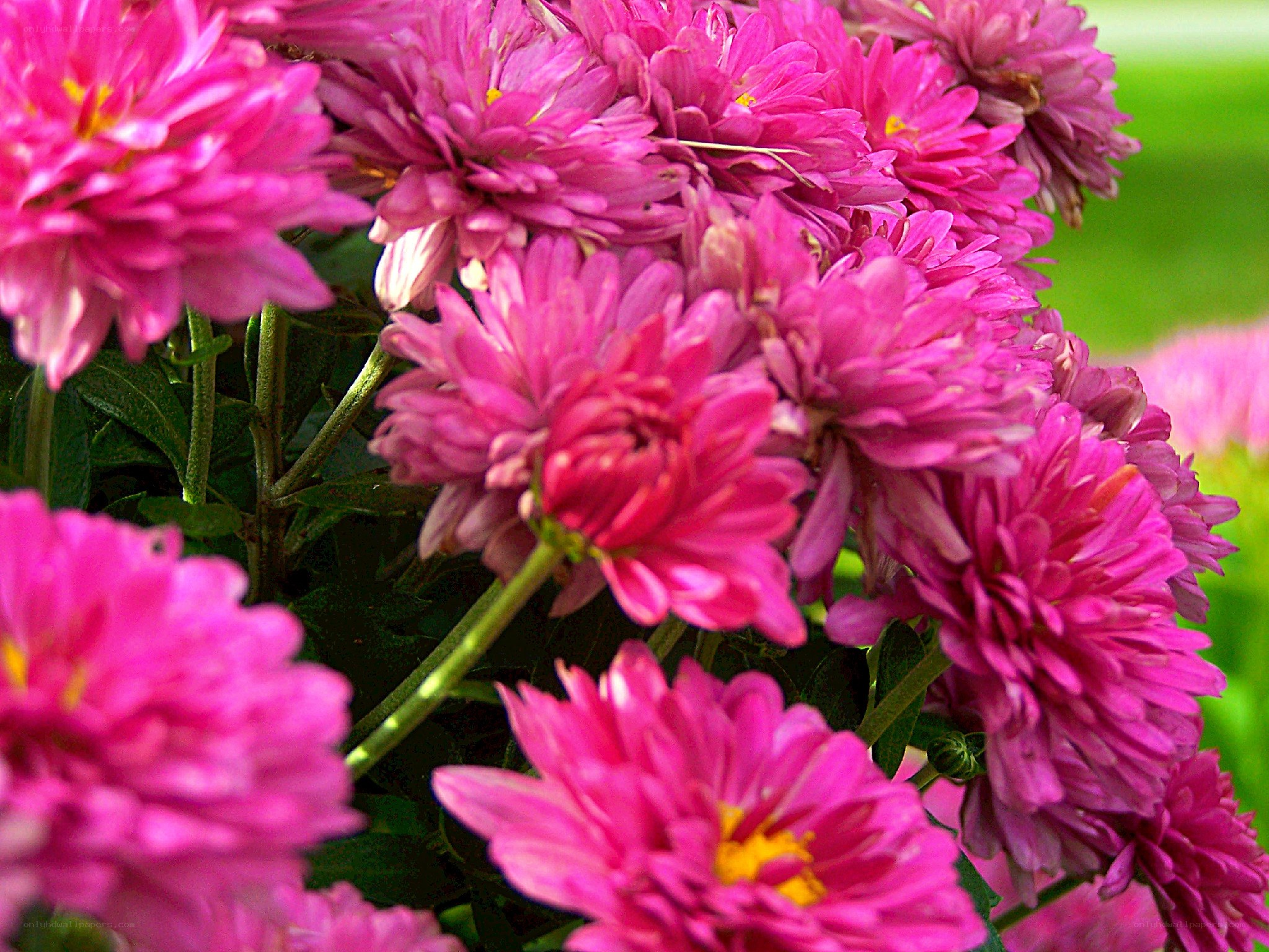 Pink chrysanthemum flowers