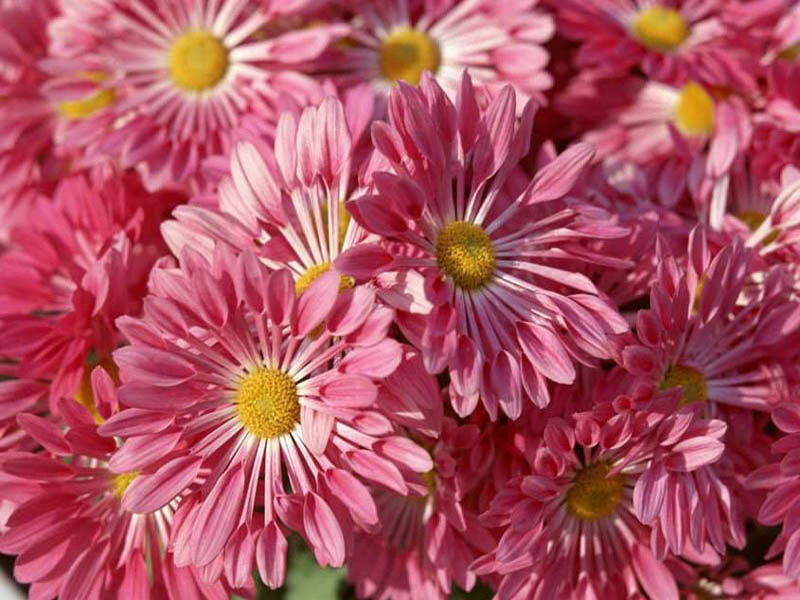Pink chrysanthemum flowers