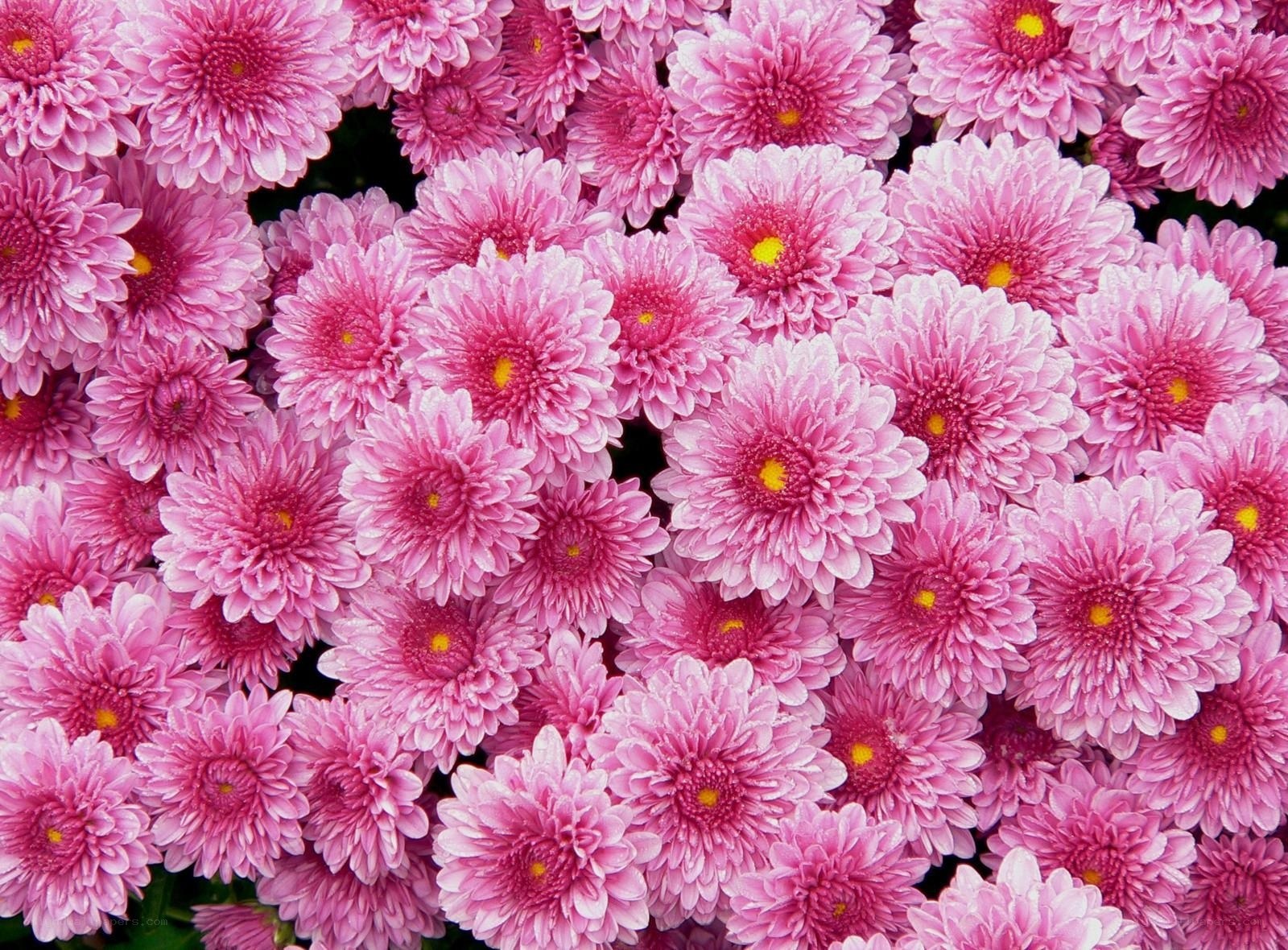Pink chrysanthemum flowers