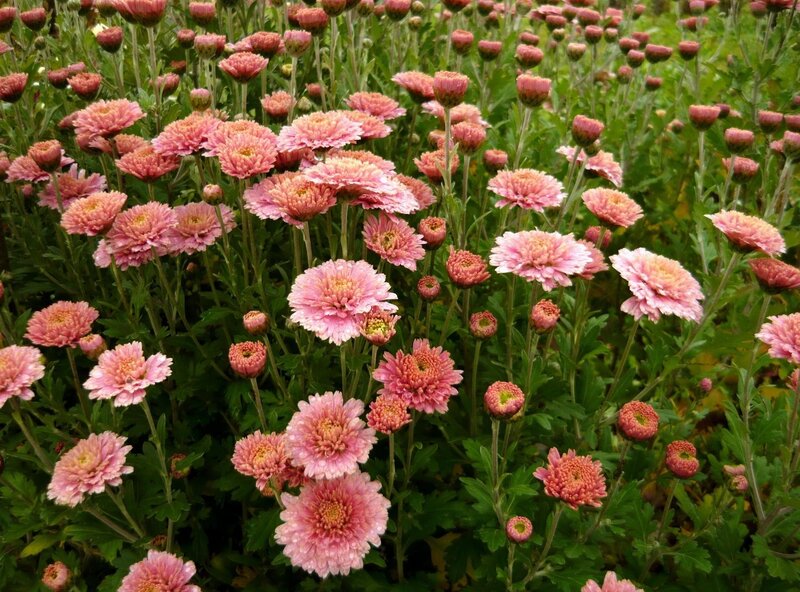 Pink chrysanthemum flowers