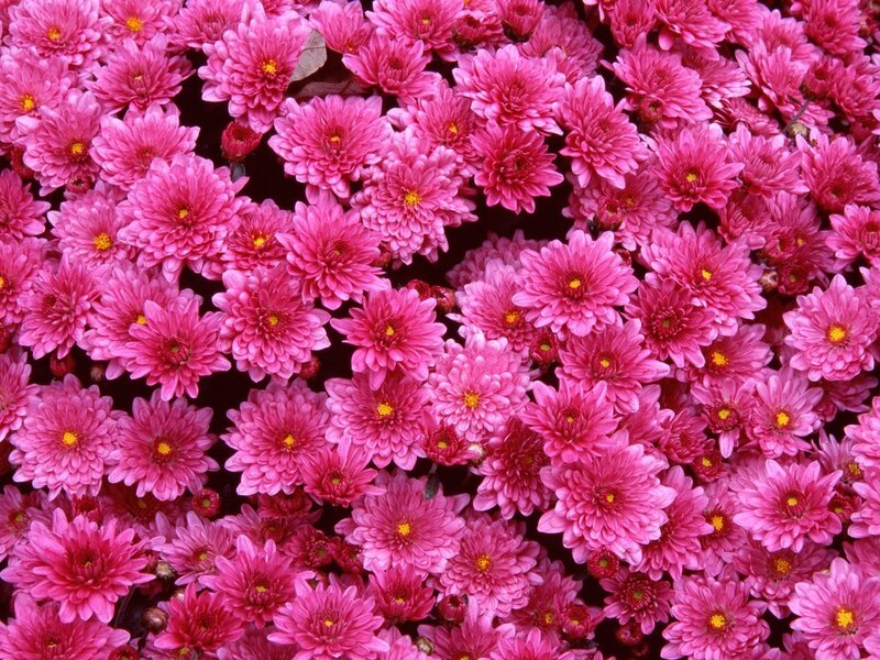 Pink chrysanthemum flowers