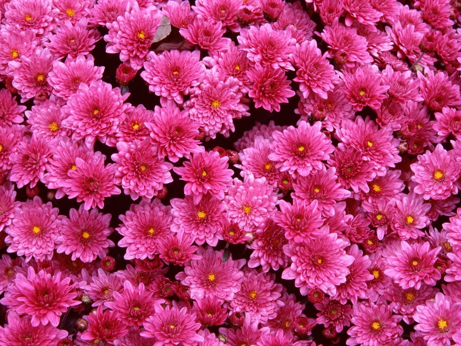Pink chrysanthemum flowers