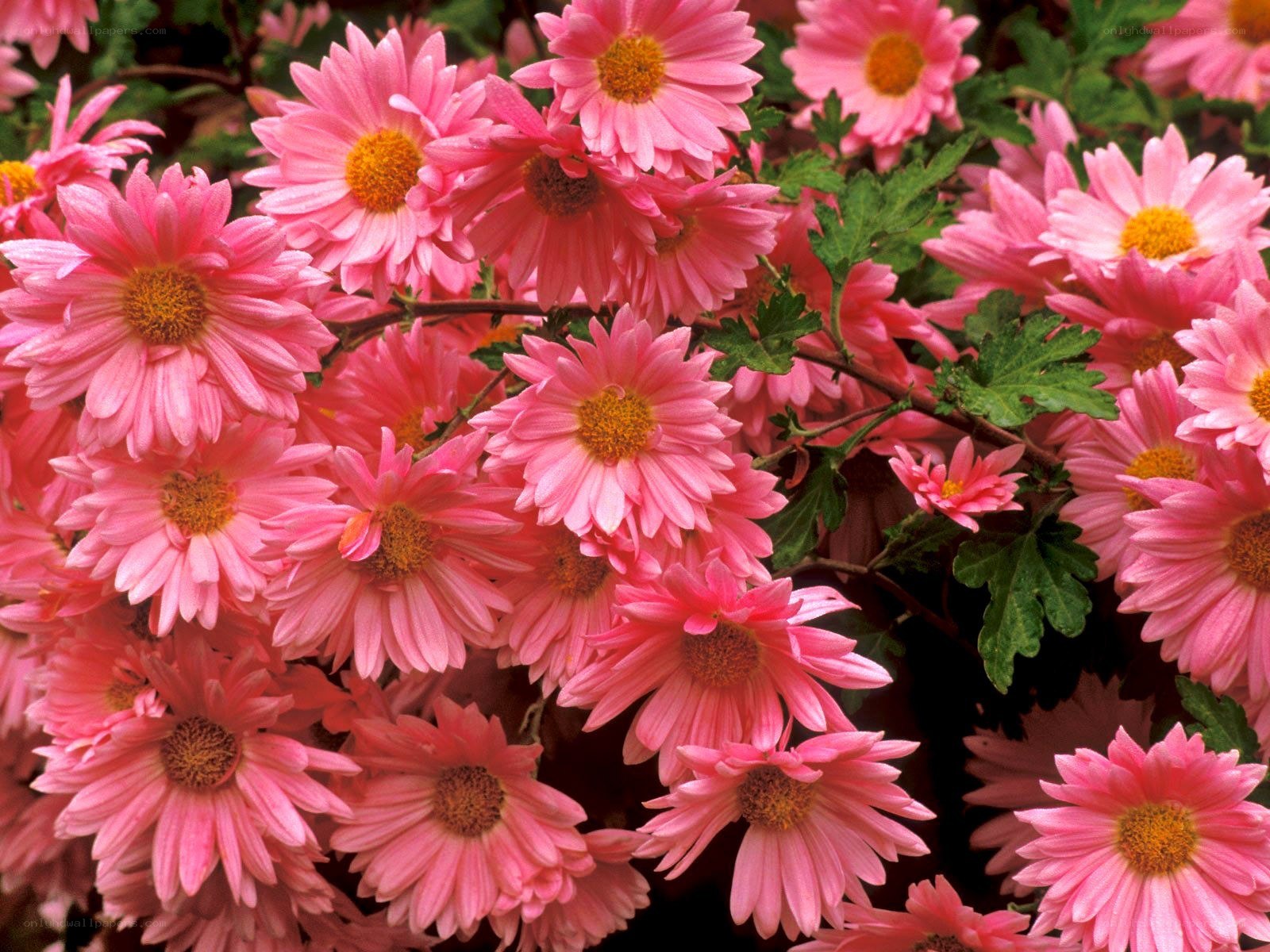 Pink chrysanthemum flowers