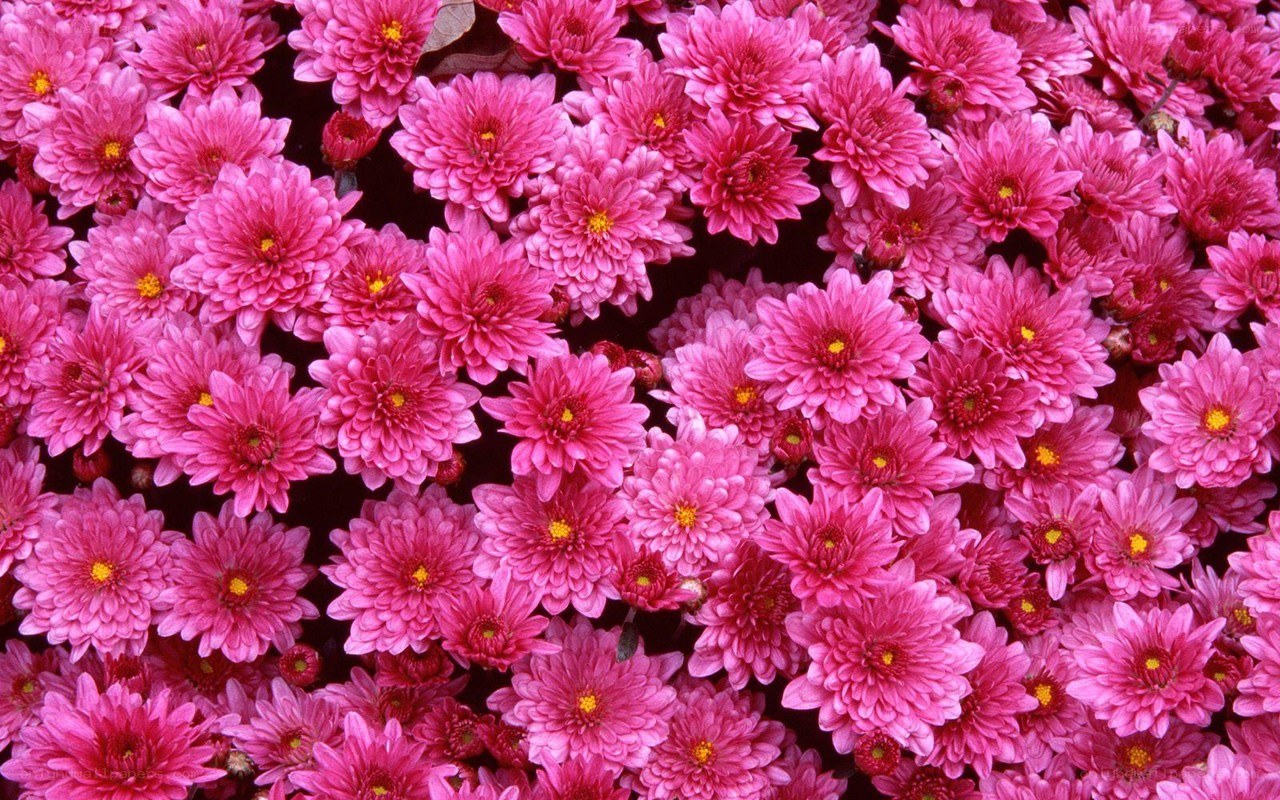 Pink chrysanthemum flowers