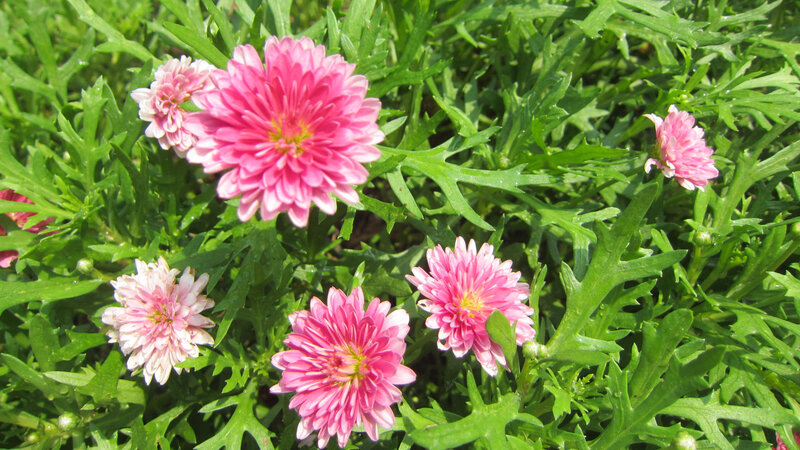 Pink Chrysanthemum Flowers — Bright