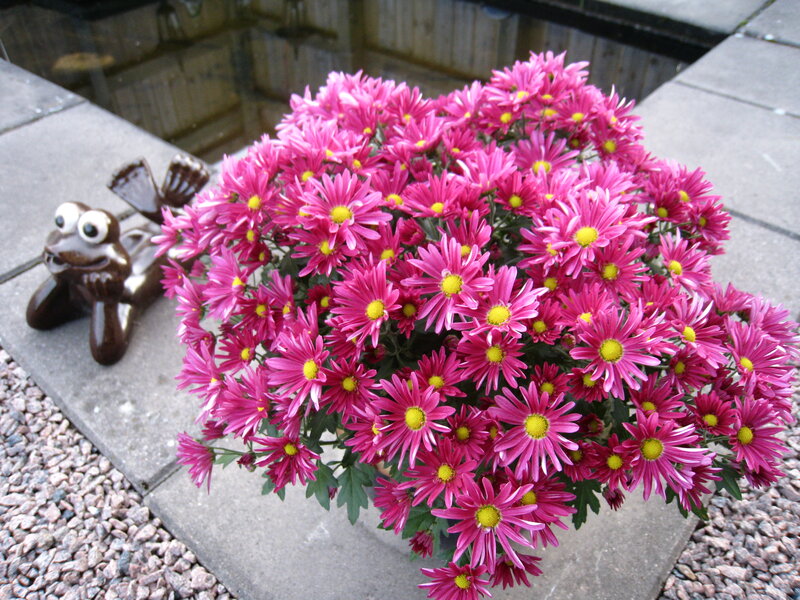 Pink Chrysanthemum Flowers — Calm, Afternoon, Photograph, Frog Statue