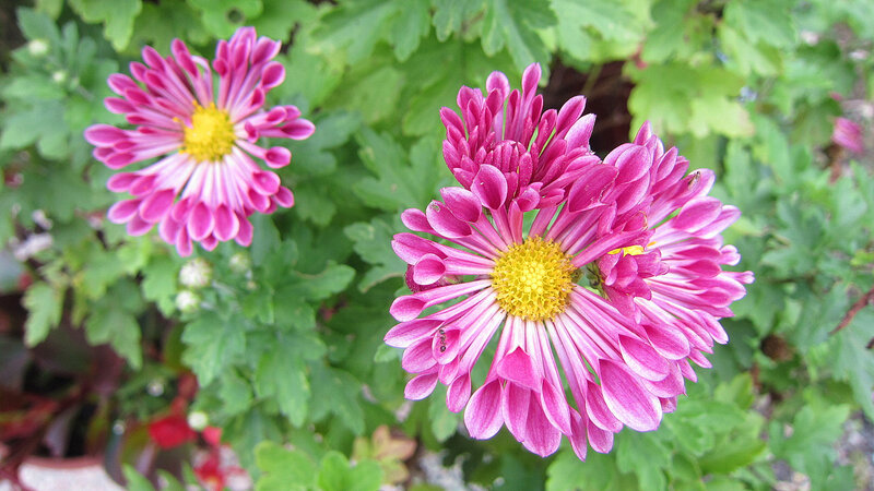 Pink Chrysanthemum Flowers — Calm, Afternoon, Photograph, Green Leaves, Ant