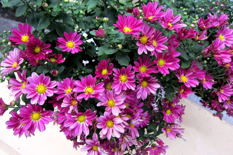 Pink Chrysanthemum Flowers — Calm, Afternoon, Photograph, Green Leaves, Flower Buds