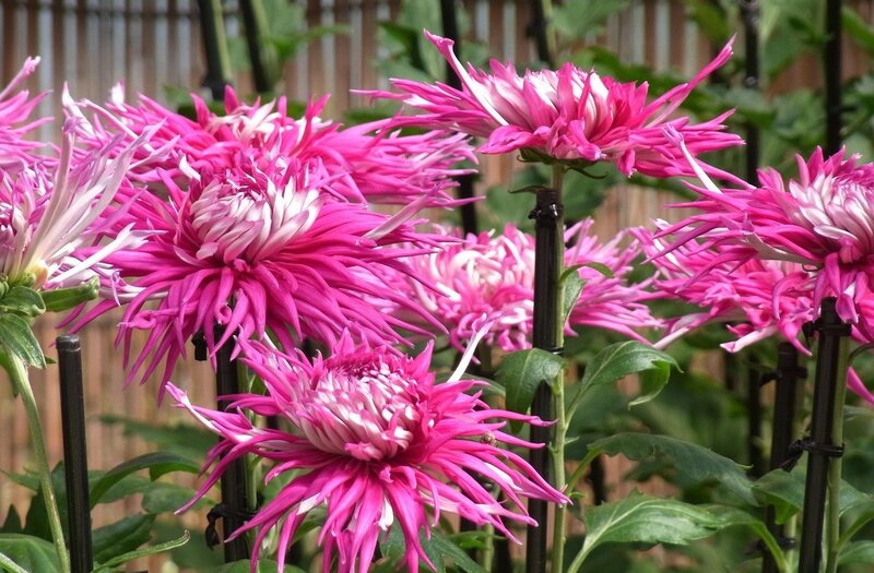 Pink Chrysanthemum Flowers — Calm, Afternoon, Photograph, Stems