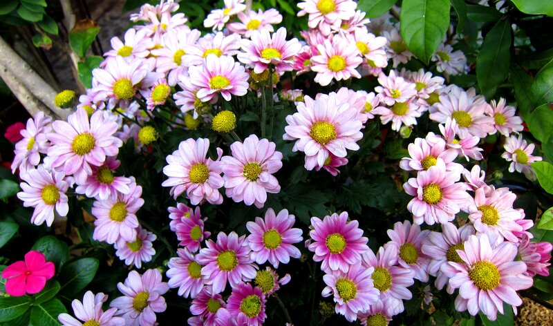 Pink Chrysanthemum Flowers — Calm, Afternoon, Photograph