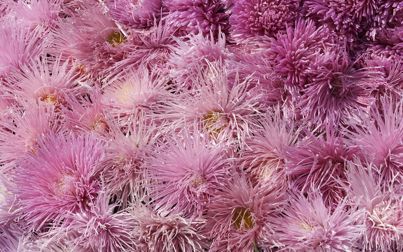 Pink Chrysanthemum Flowers — Calm, Afternoon