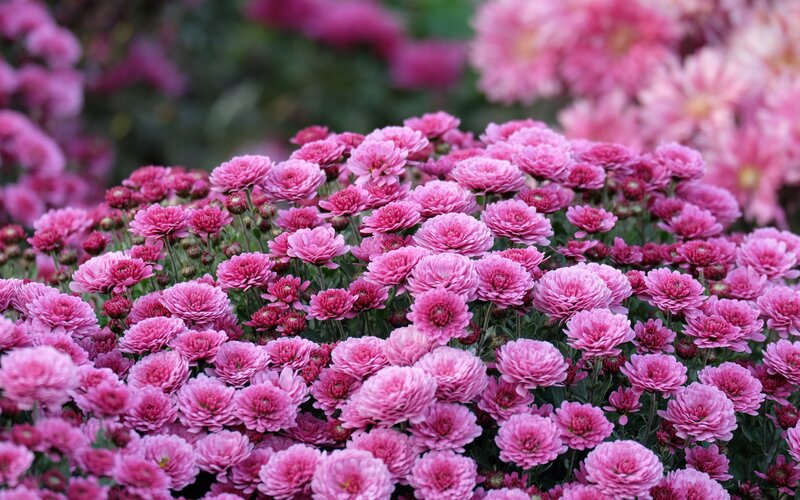 Pink Chrysanthemum Flowers — Calm, Autumn, Photograph, Buds