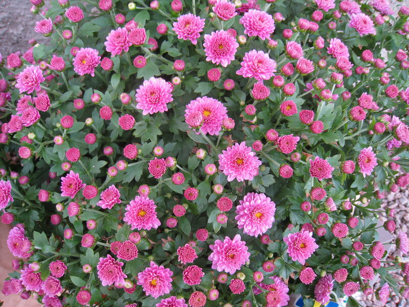 Pink Chrysanthemum Flowers — Calm, Autumn, Photograph