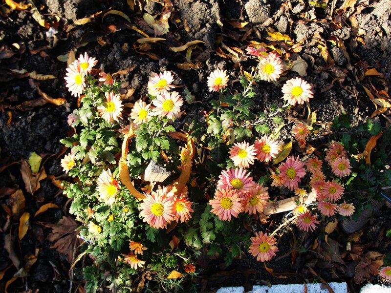 Pink Chrysanthemum Flowers — Calm, Autumn