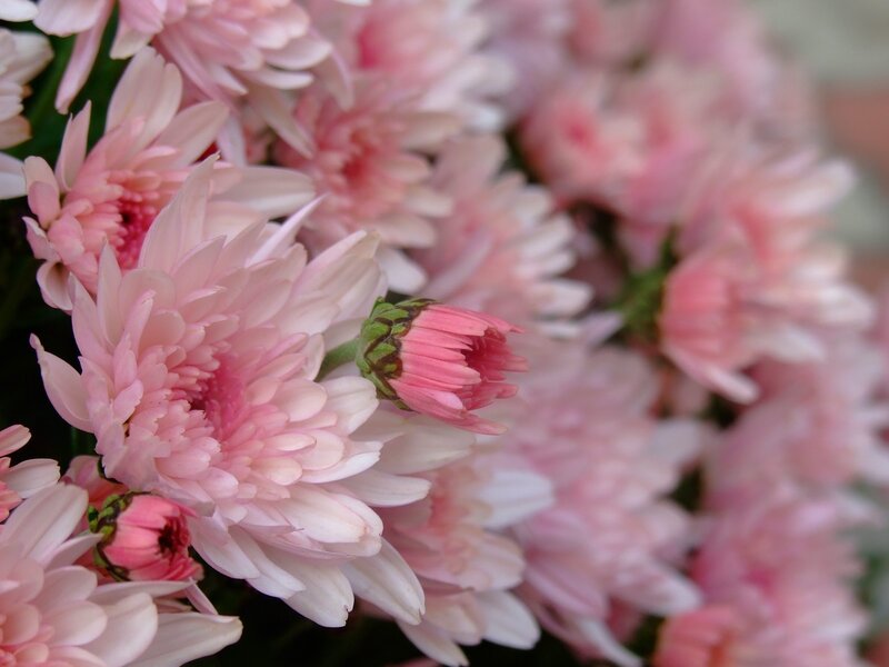 Pink Chrysanthemum Flowers — Calm, Photograph, Buds, Green Stems