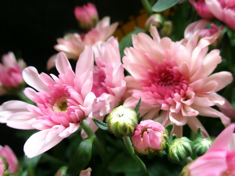 Pink Chrysanthemum Flowers — Calm, Photograph, Buds