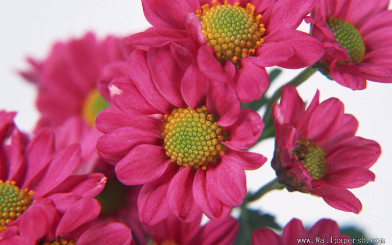 Pink Chrysanthemum Flowers — Calm, Photograph, Green Centers, Stems