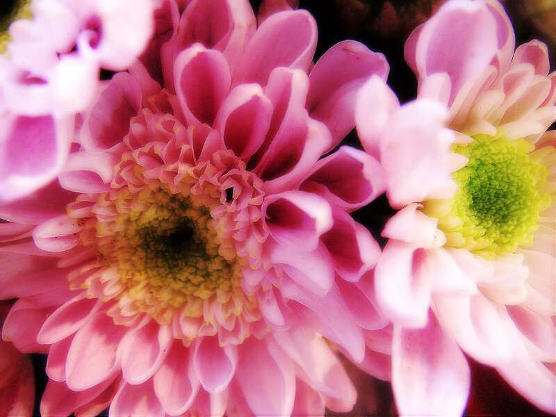 Pink Chrysanthemum Flowers — Calm, Photograph, Green Centers