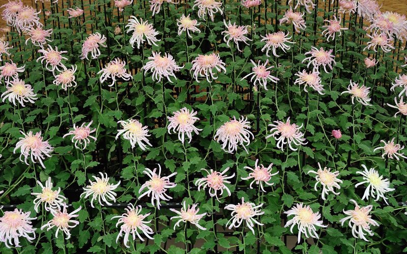 Pink Chrysanthemum Flowers — Calm, Photograph, Green Leaves, Black Trellis