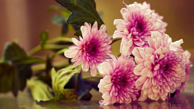 Pink Chrysanthemum Flowers — Calm, Photograph, Green Leaves, Table