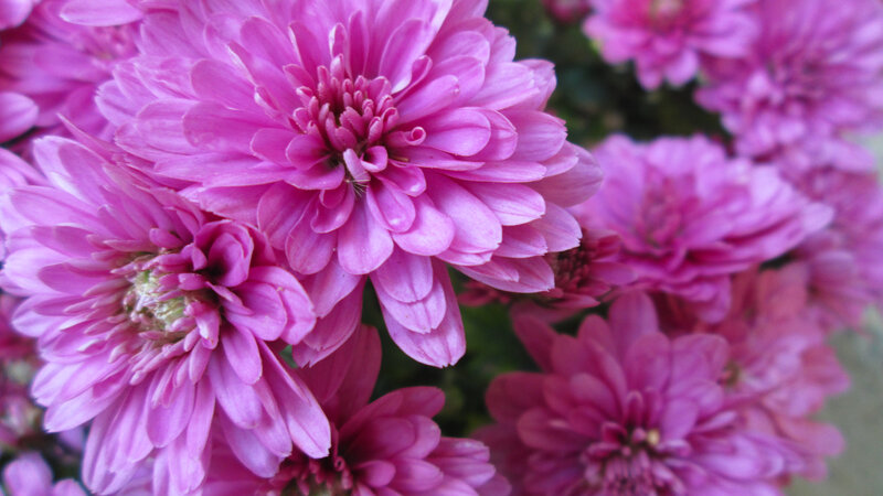 Pink Chrysanthemum Flowers — Calm, Photograph, Greenery
