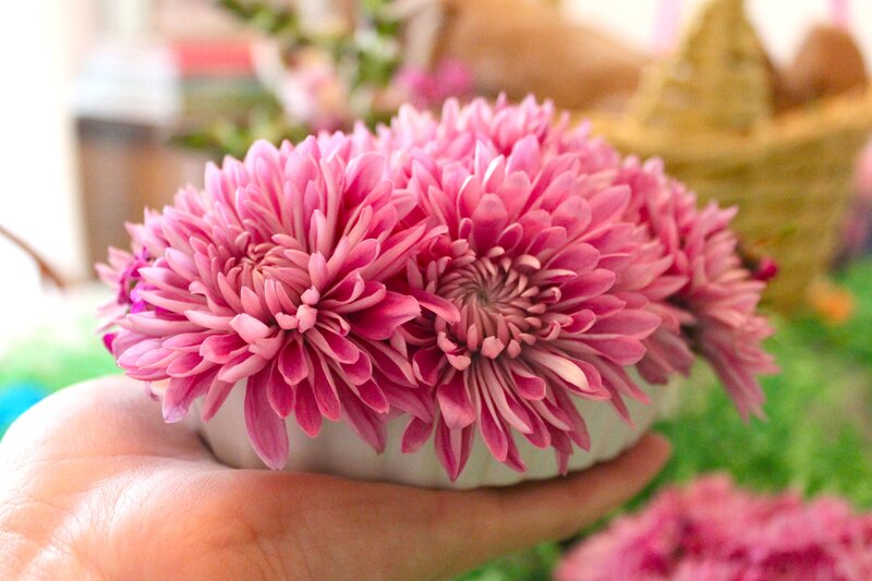 Pink Chrysanthemum Flowers — Calm, Photograph, Hand