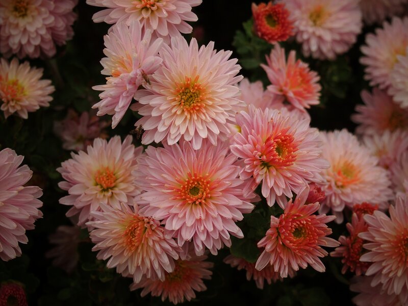 Pink Chrysanthemum Flowers — Calm, Photograph, Leaves, Insects