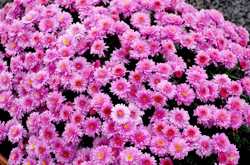 Pink Chrysanthemum Flowers — Calm, Photograph, Leaves