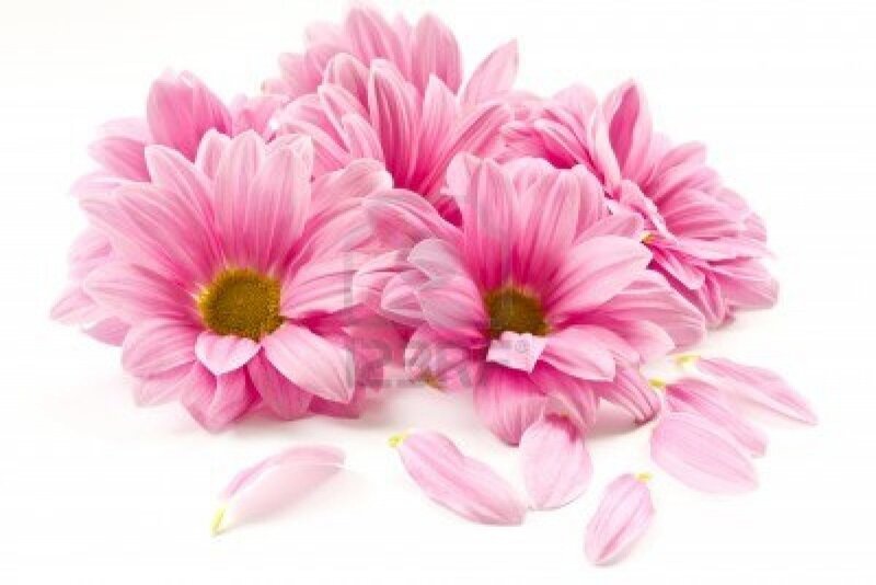 Pink Chrysanthemum Flowers — Calm, Photograph, Petals, White Background