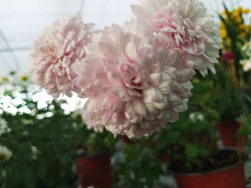 Pink Chrysanthemum Flowers — Calm, Photograph, Potted Plants
