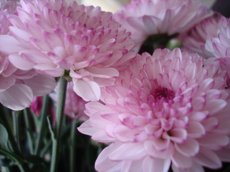Pink Chrysanthemum Flowers — Calm, Photograph, Stems