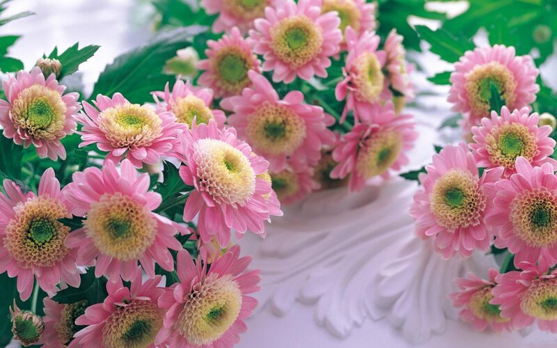 Pink Chrysanthemum Flowers — Calm, Photograph