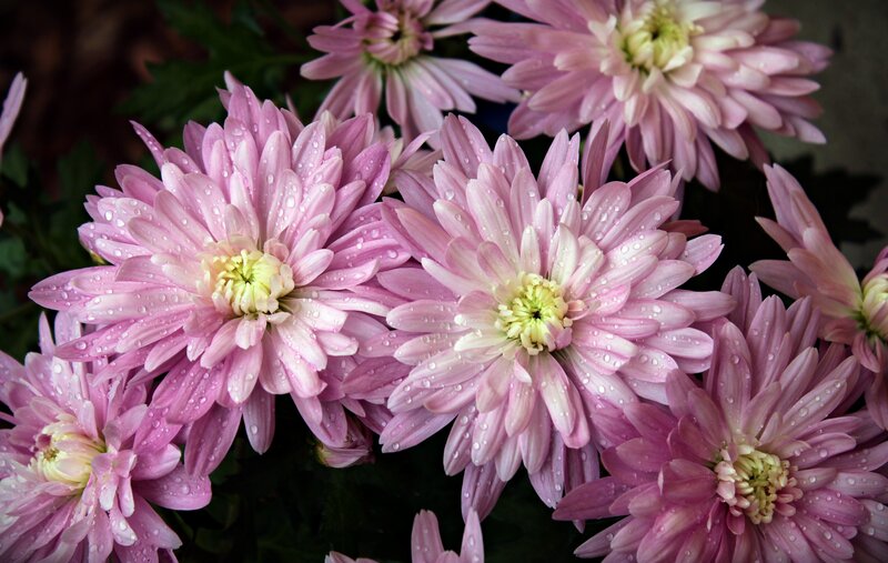 Pink Chrysanthemum Flowers — Calm, Photograph, Water Droplets