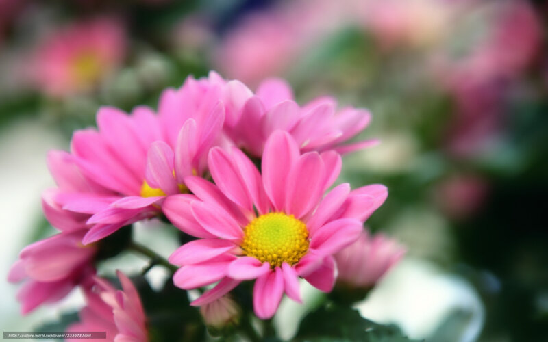 Pink Chrysanthemum Flowers — Calm, Photograph, Yellow Center, Green Leaves