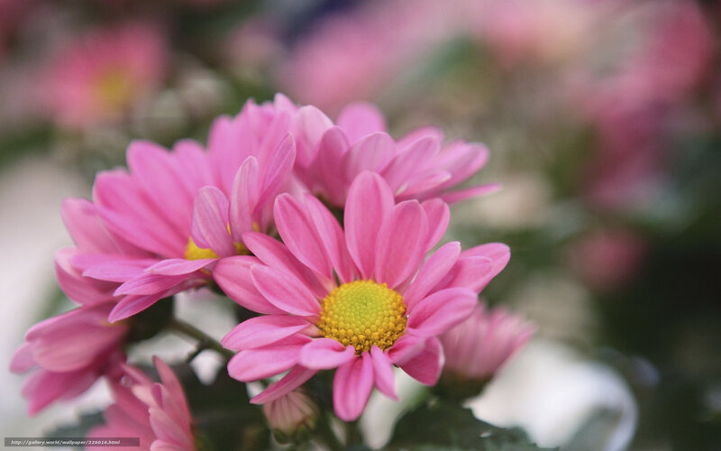 Pink Chrysanthemum Flowers — Calm, Photograph, Yellow Center