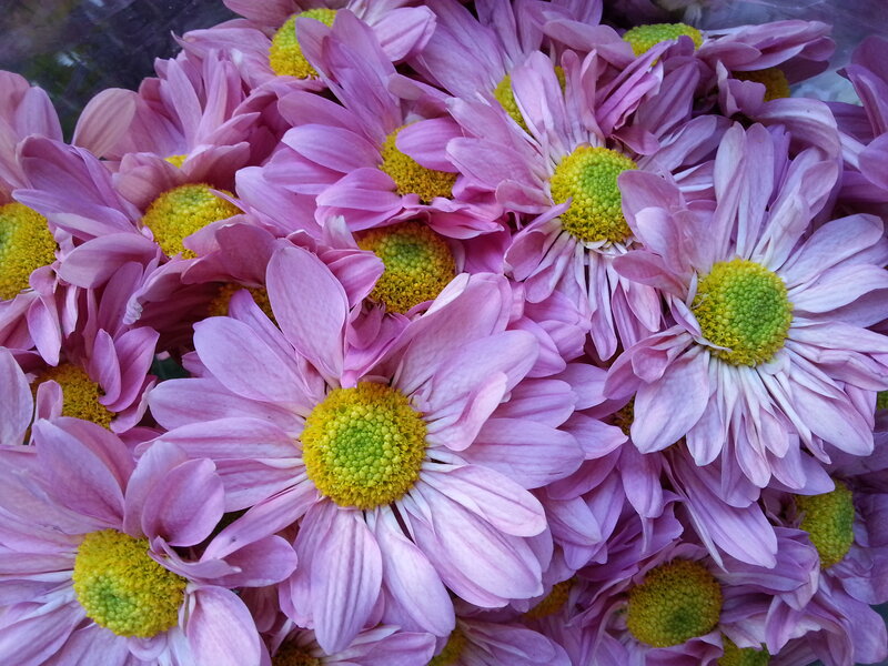 Pink Chrysanthemum Flowers — Calm, Photograph, Yellow Centers